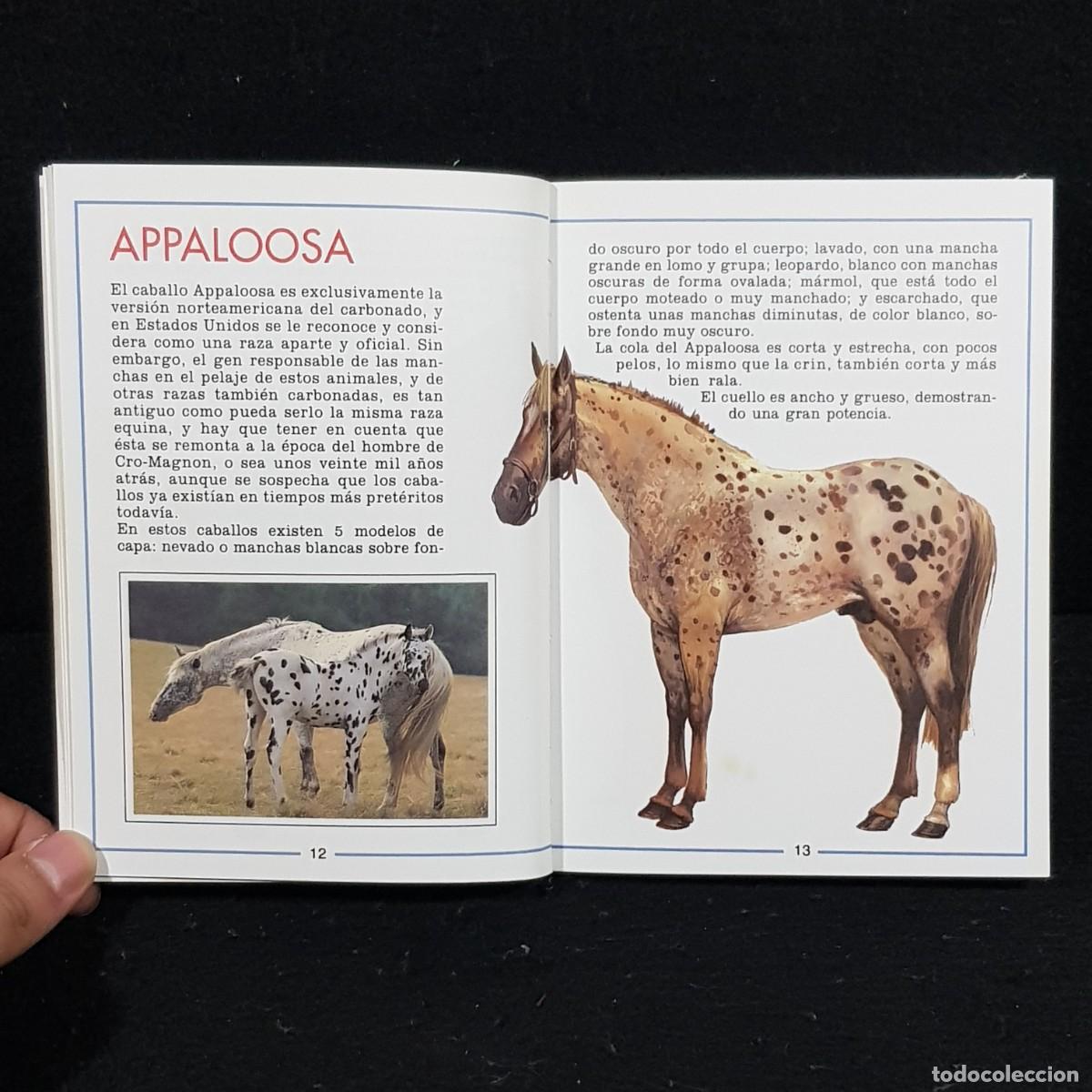Libros de segunda mano: CABALLOS - ALAN RUSELL - PRINCIPALES RAZAS - IBERLIBRO / CAA 28.448 - Foto 5