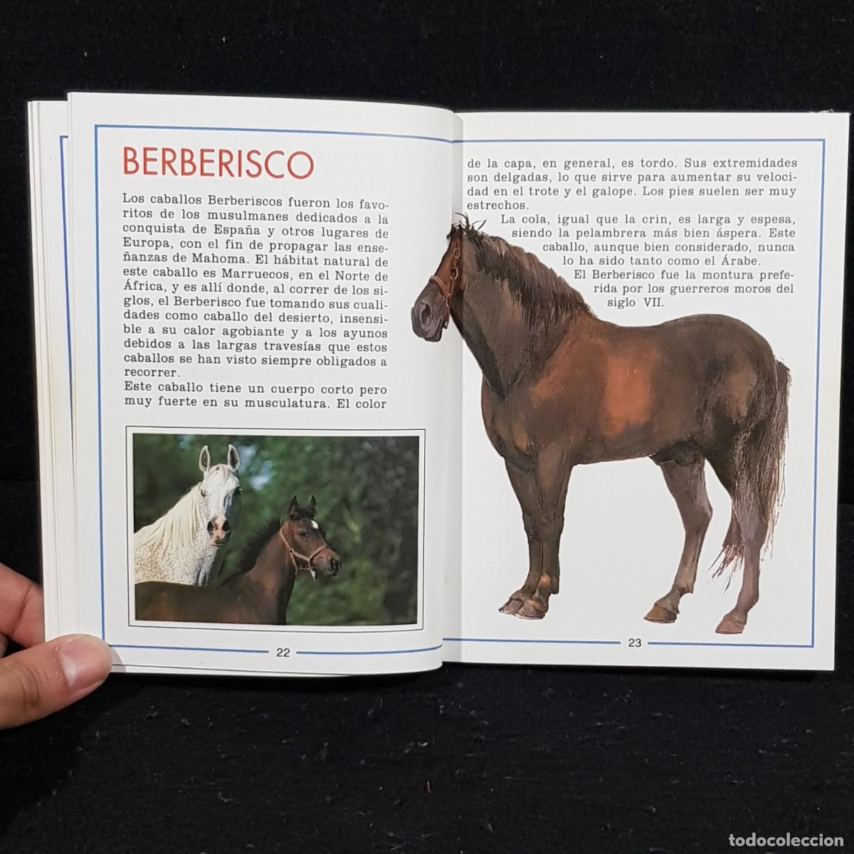 Libros de segunda mano: CABALLOS - ALAN RUSELL - PRINCIPALES RAZAS - IBERLIBRO / CAA 28.448 - Foto 6