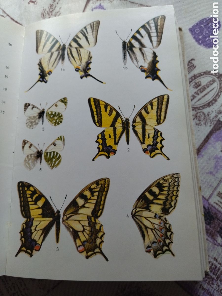 Libros de segunda mano: Guia de campo de las mariposas de Espa&ntilde;a y Europa - Foto 2