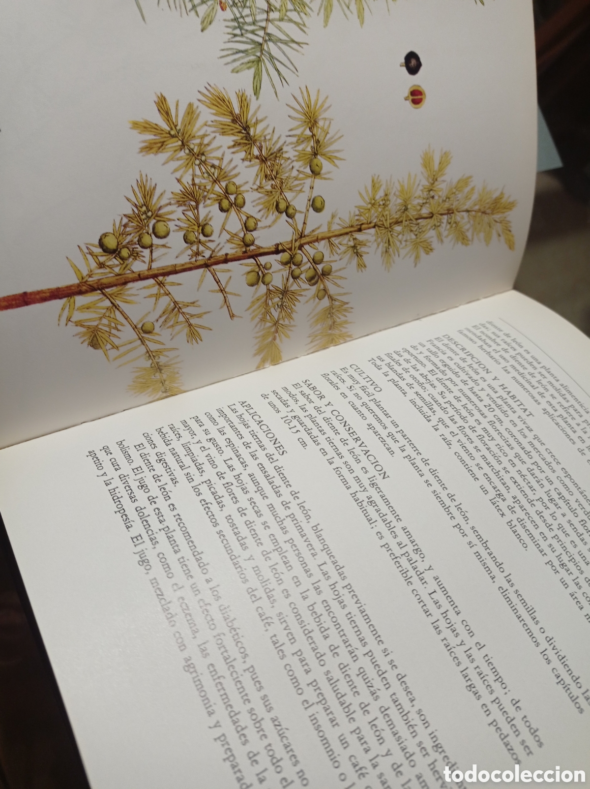 Libros de segunda mano: GUIA DE LAS HIERBAS Y ESPECIAS,364 PAGINAS - Foto 2