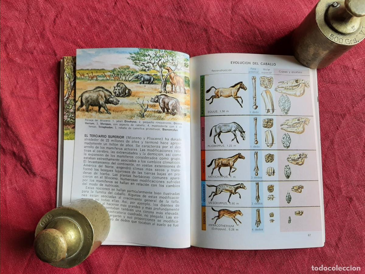 Libros de segunda mano: Historia de los mam&iacute;feros - Lavocat, Ren&eacute; - Foto 4