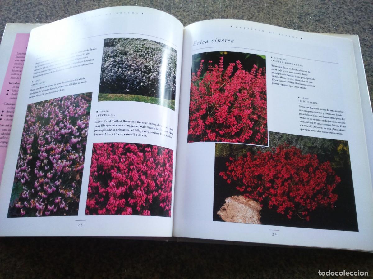 Libros de segunda mano: BREZOS -- BIBLIOTECA DE PLANTAS Y FLORES -- - Foto 2