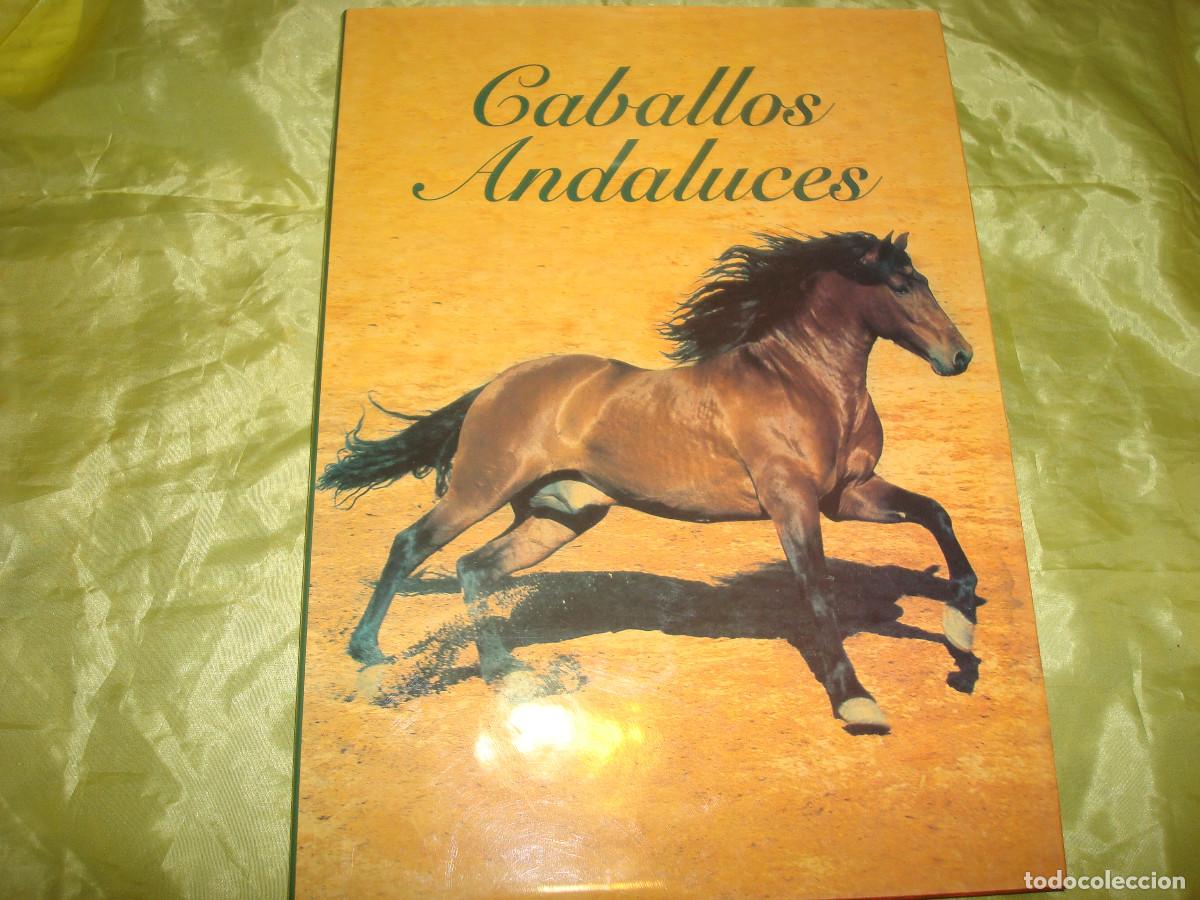 Libros de segunda mano: CABALLOS ANDALUCES. JOSE M&ordf; CAMACHO. 1999 - Foto 1