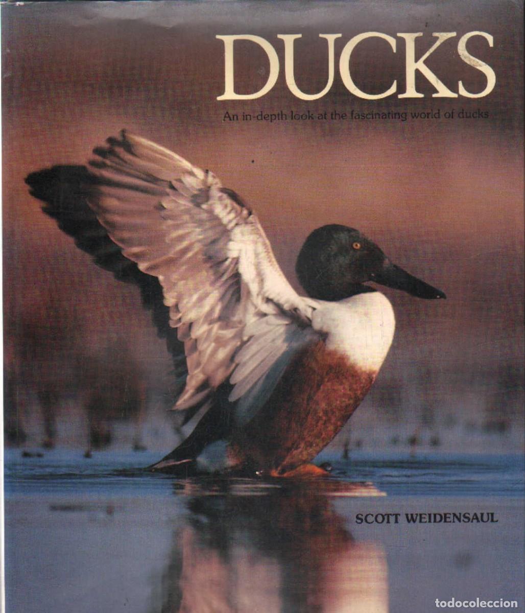 Libros de segunda mano: DUCKS. WEIDENSAUL, SCOTT. A-ANIMAL-215 - Foto 1
