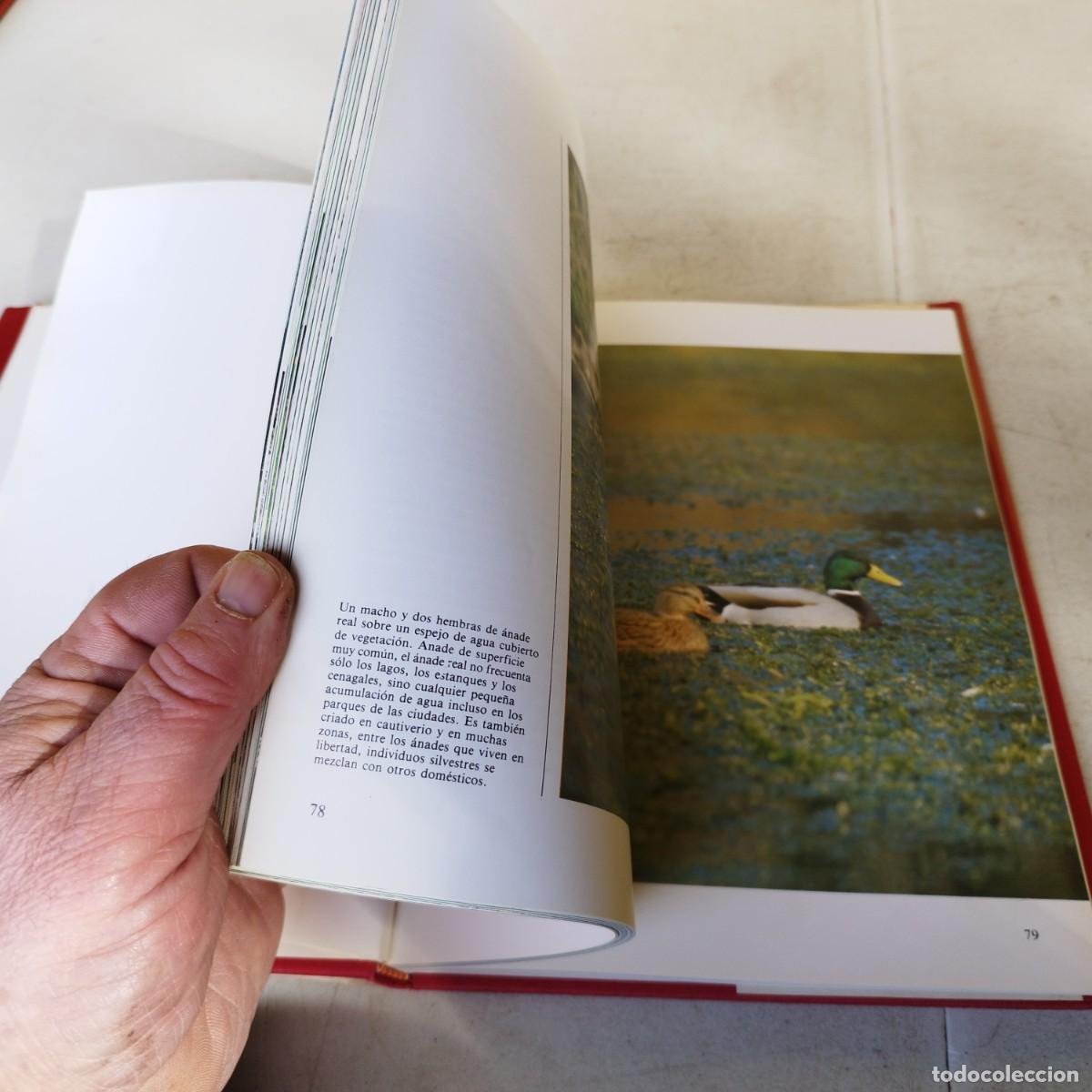 Libros de segunda mano: EUROPA CENTRAL / VVAA / GARA 66 / DEBATE/ITACA/CIRCULO - Foto 11