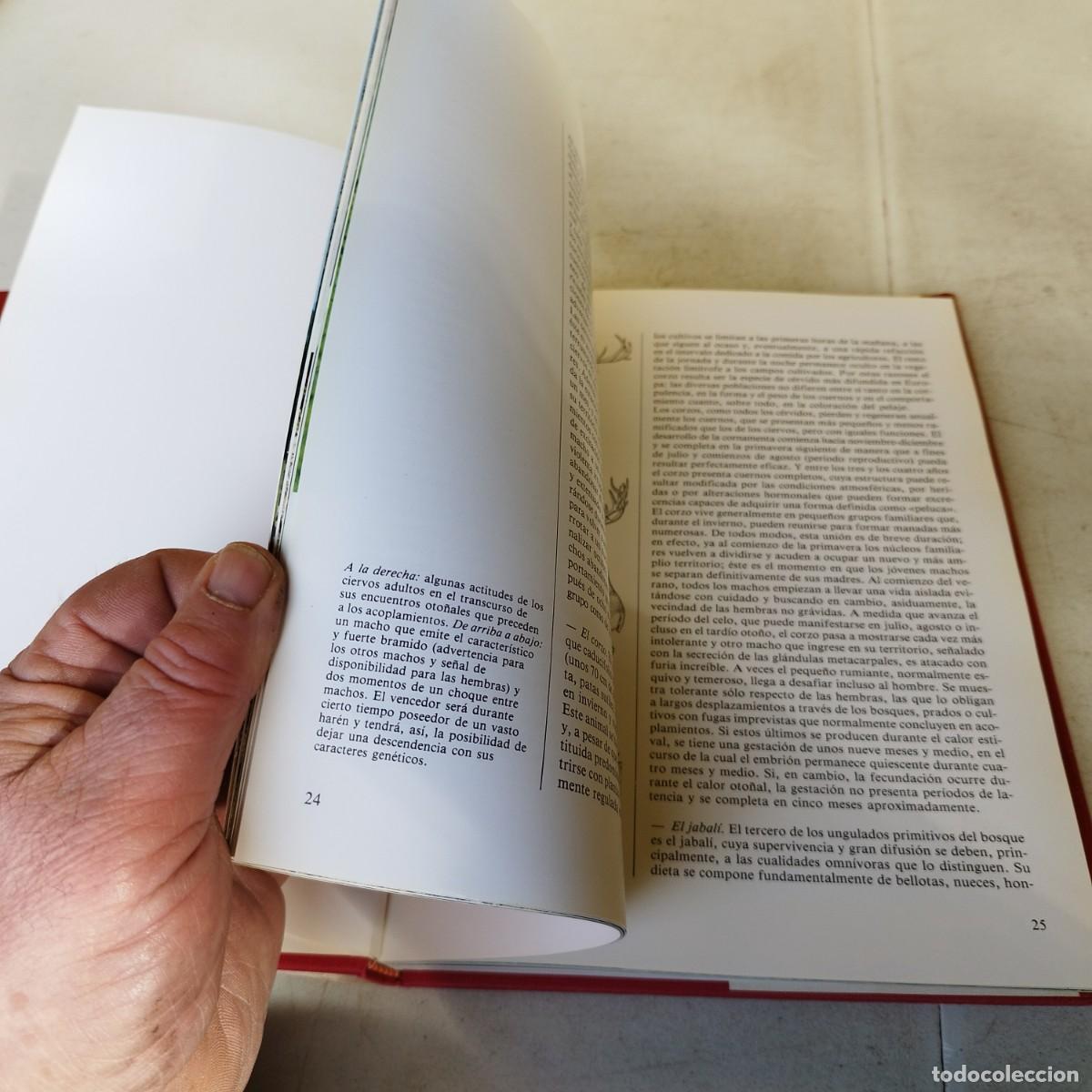 Libros de segunda mano: EUROPA CENTRAL / VVAA / GARA 66 / DEBATE/ITACA/CIRCULO - Foto 15