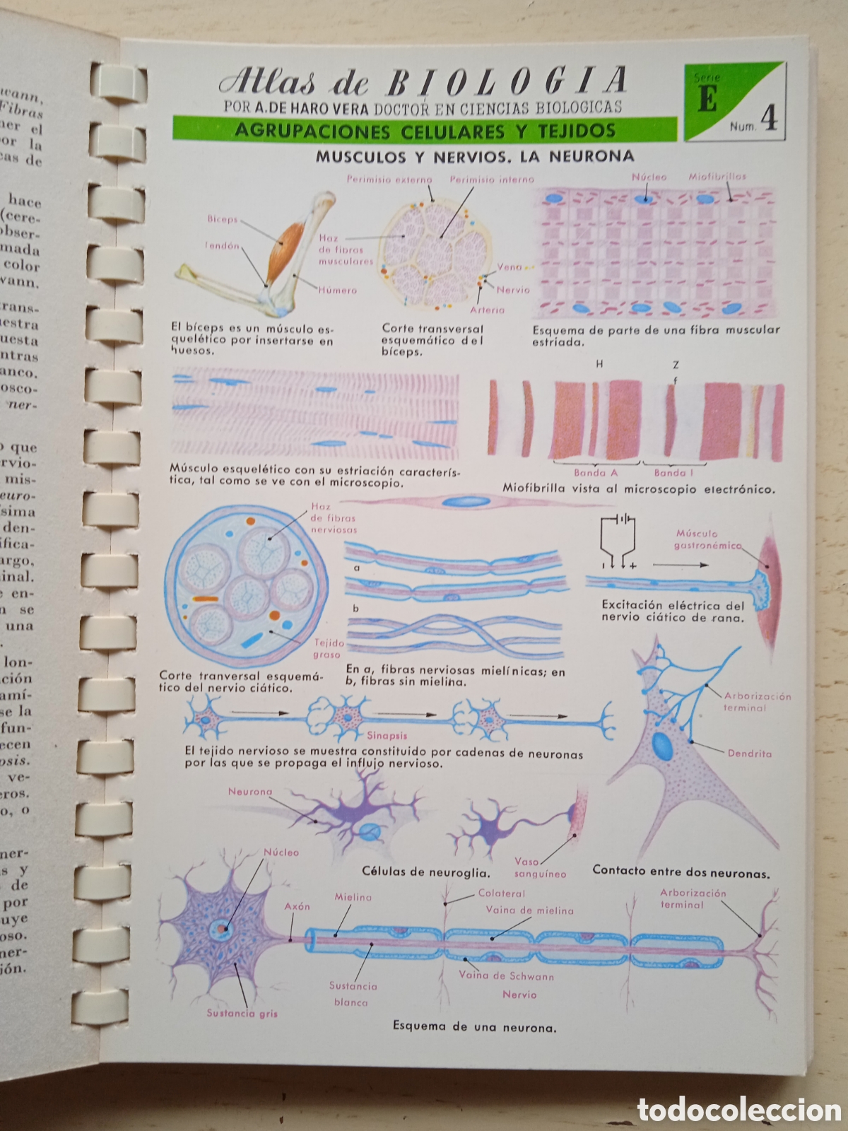 Libros de segunda mano: Atlas de Biolog&iacute;a - Foto 2