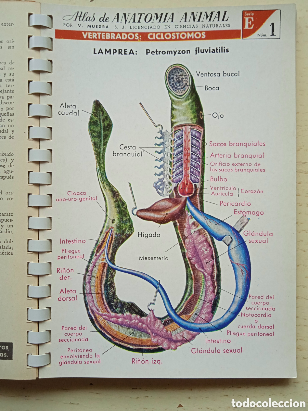Libros de segunda mano: Atlas Anatom&iacute;a Animal - Foto 2