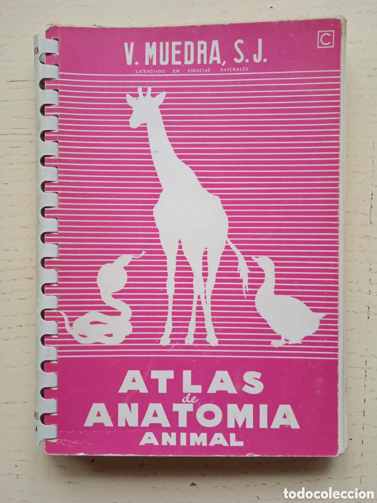 Libros de segunda mano: Atlas Anatom&iacute;a Animal - Foto 1