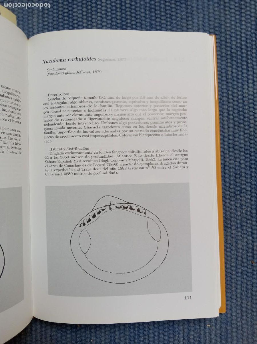Libros de segunda mano: Moluscos bivalvos de Canarias - Foto 2