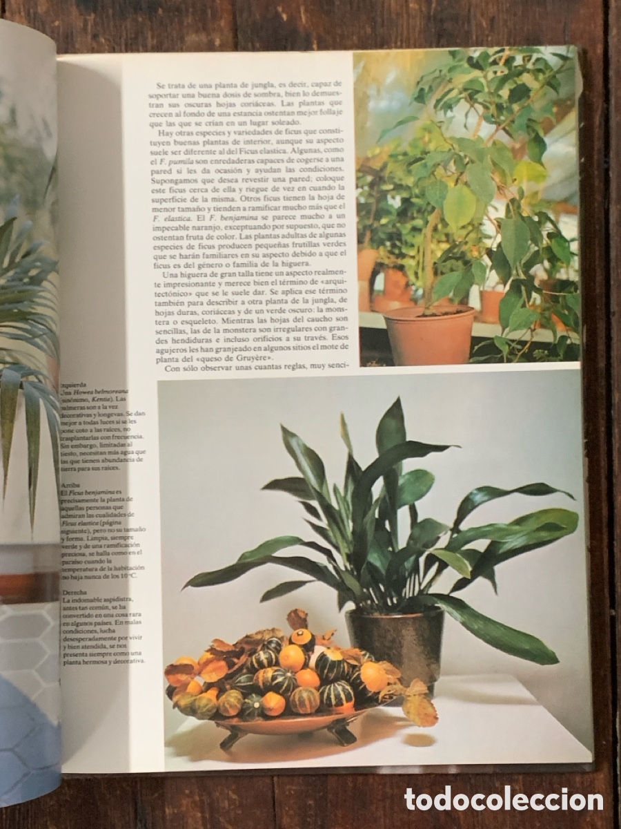 Libros de segunda mano: Flores Y Plantas En Casa, Violet Stevenson - HMB 1978 - Foto 3