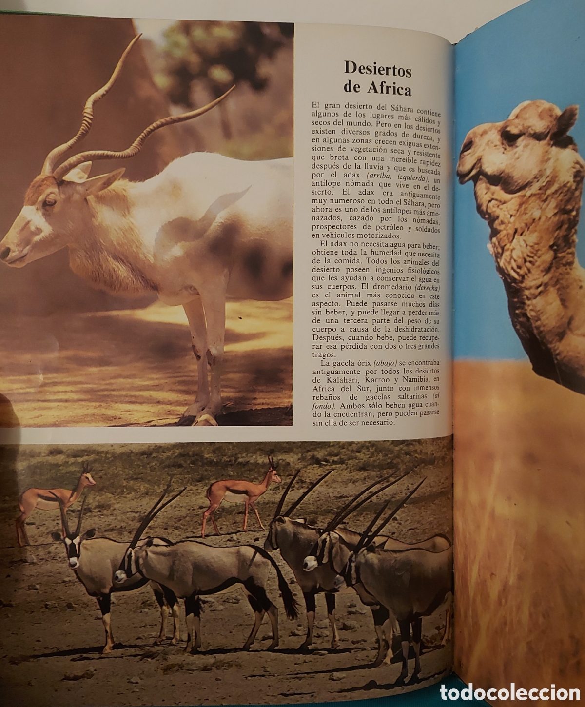 Libros de segunda mano: ANIMALES SALVAJES LA NATURALEZA EDICIONES CASTELL - Foto 3
