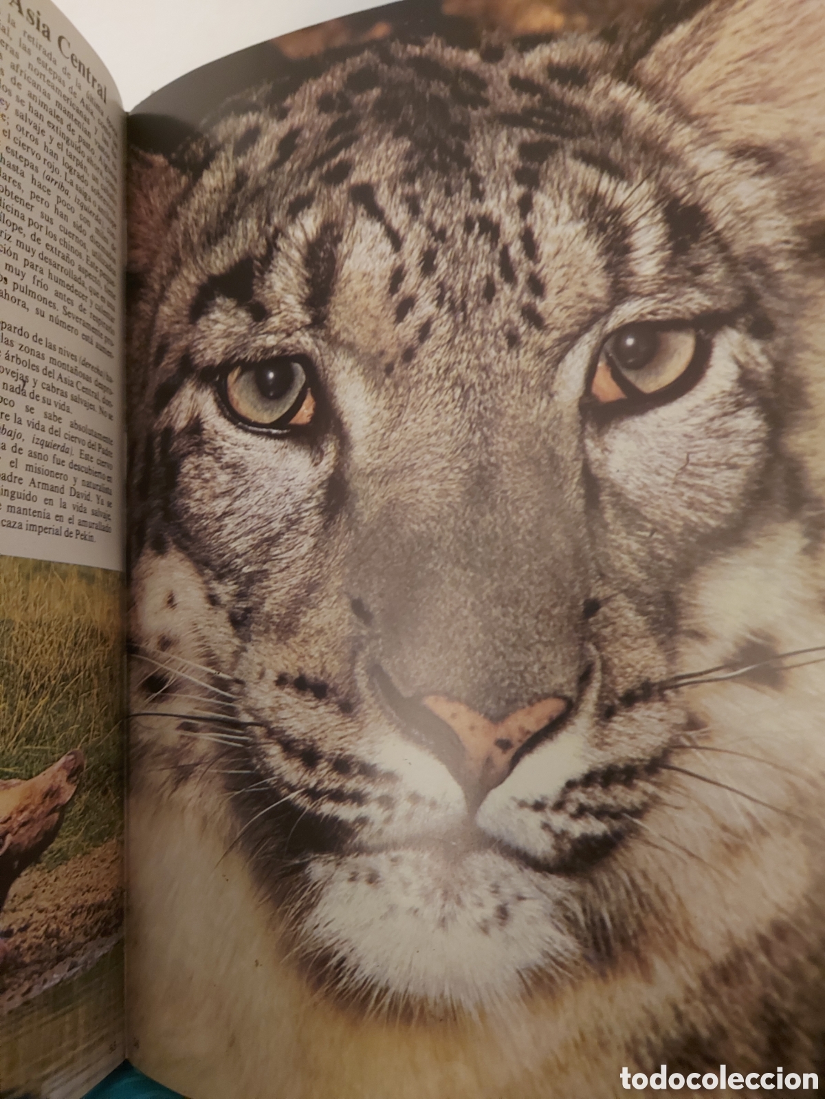Libros de segunda mano: ANIMALES SALVAJES LA NATURALEZA EDICIONES CASTELL - Foto 4