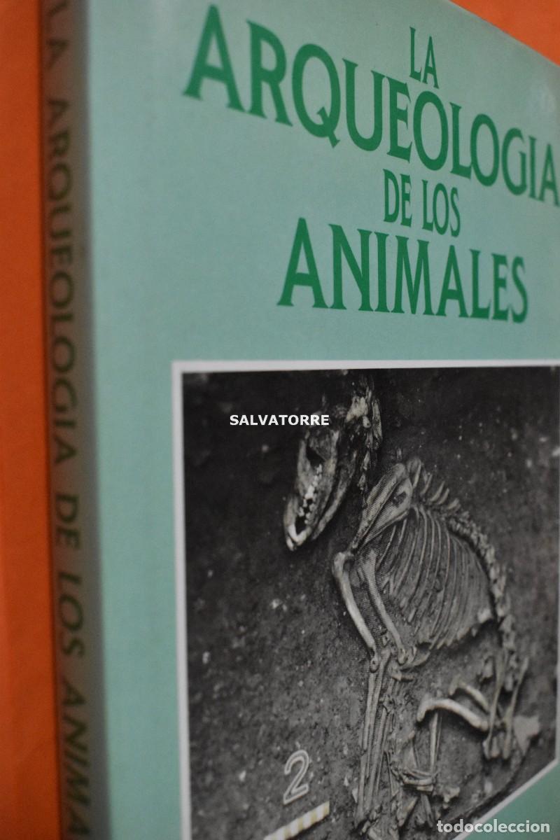 Libros de segunda mano: SIMON J.M. DAVIS LA ARQUEOLOG&Iacute;A DE LOS ANIMALES. - Foto 2