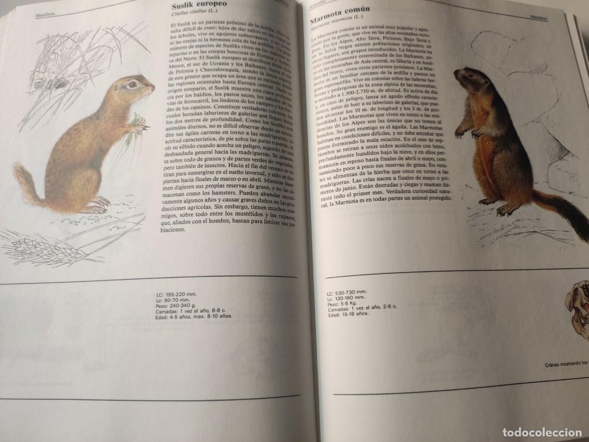 Libros de segunda mano: El gran libro de los animales. - Foto 5