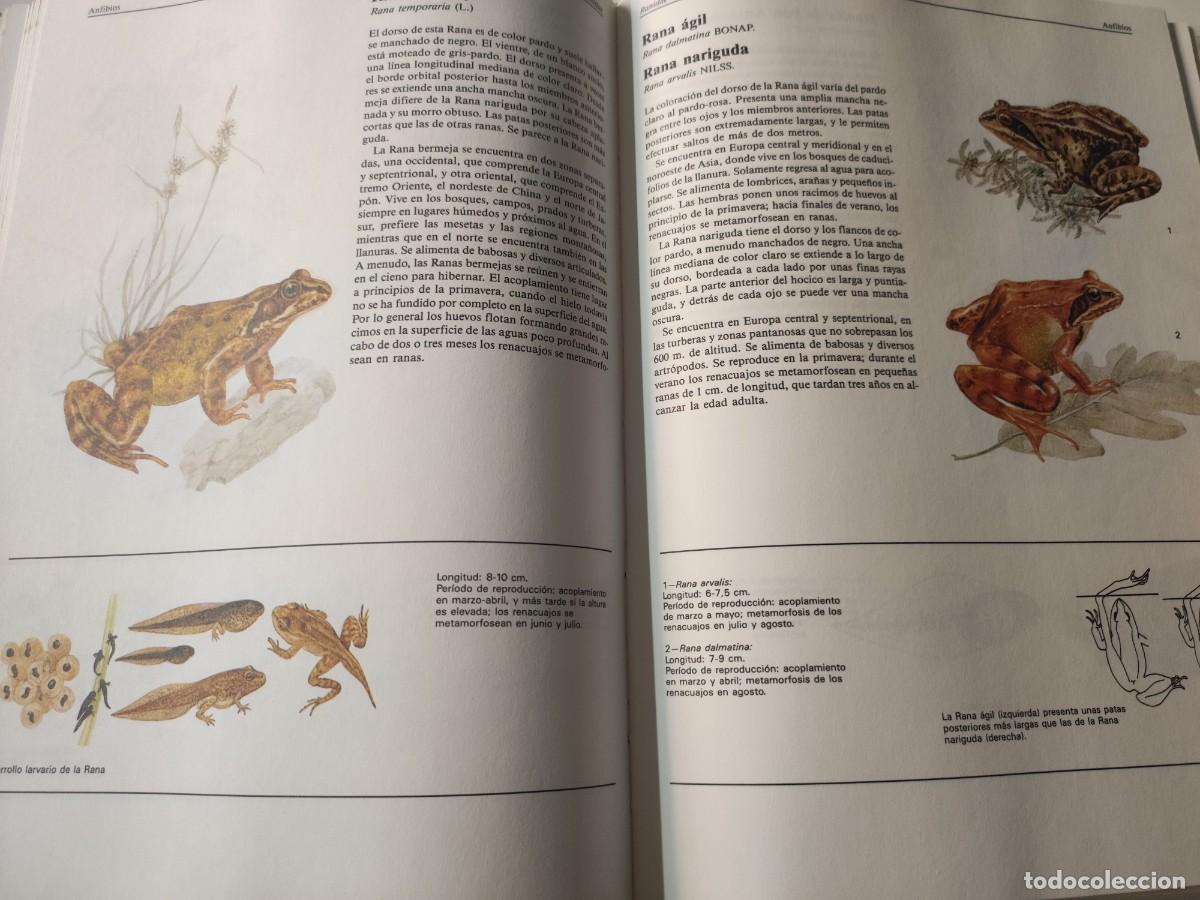 Libros de segunda mano: El gran libro de los animales. - Foto 6