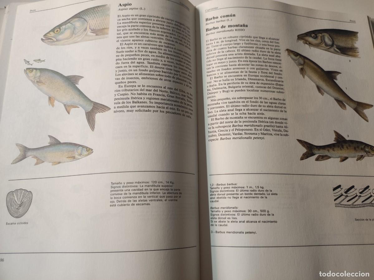 Libros de segunda mano: El gran libro de los animales. - Foto 7