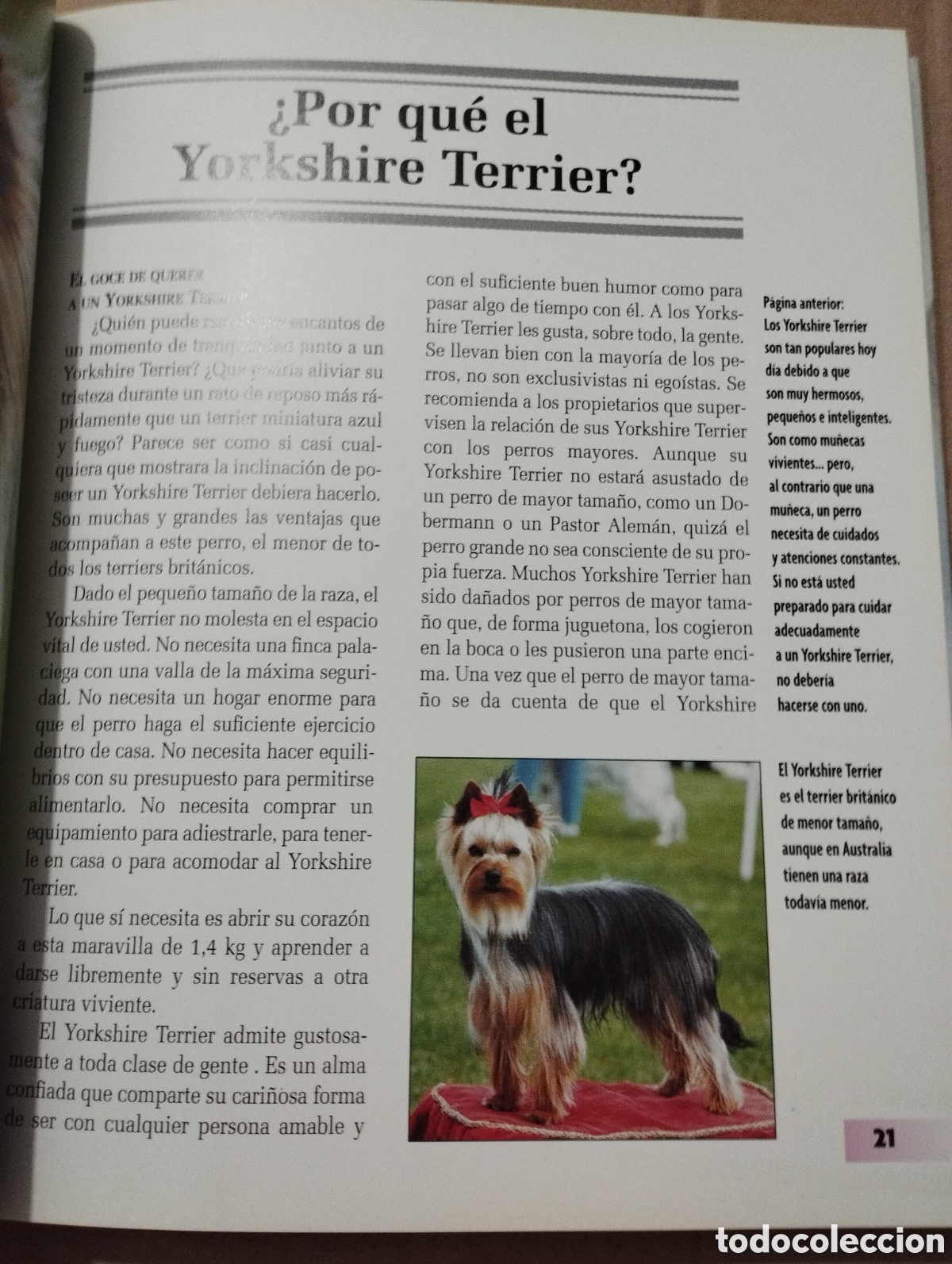 Libros de segunda mano: YORKSHIRE TERRIER (RACHEL KEYES) - Foto 9