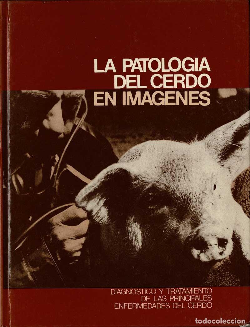 Libros de segunda mano: La patolog&iacute;a del cerdo en im&aacute;genes - Foto 1