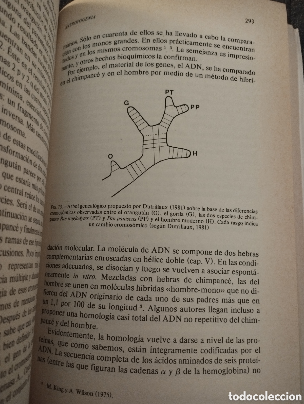 Libros de segunda mano: EL HOMBRE NEURONAL (JEAN-PIERRE CHANGEUX) - Foto 5