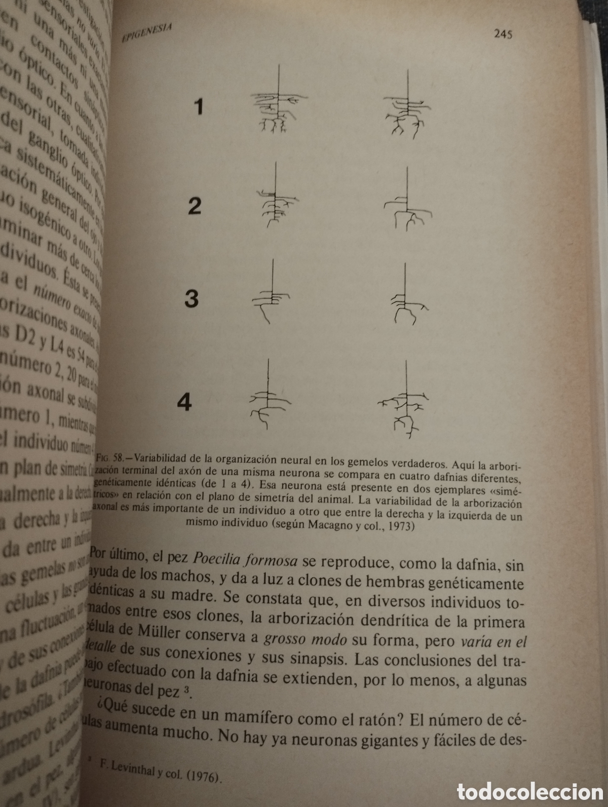 Libros de segunda mano: EL HOMBRE NEURONAL (JEAN-PIERRE CHANGEUX) - Foto 6