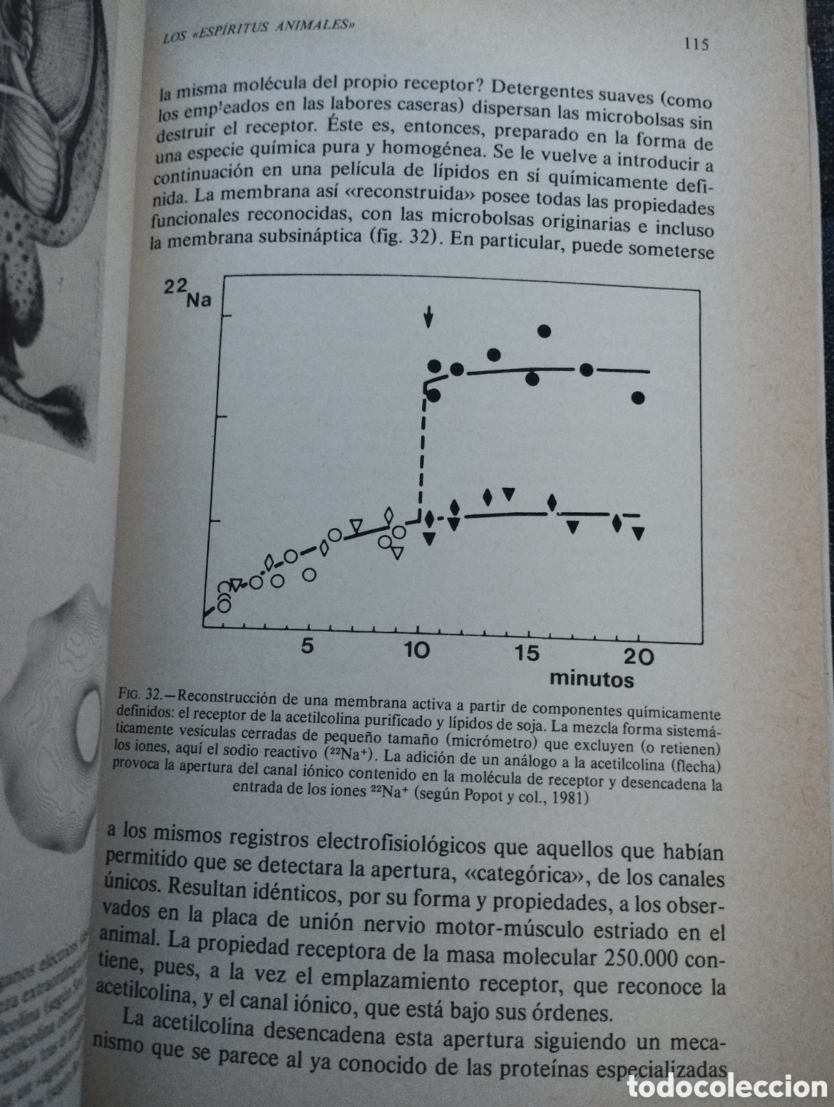 Libros de segunda mano: EL HOMBRE NEURONAL (JEAN-PIERRE CHANGEUX) - Foto 9