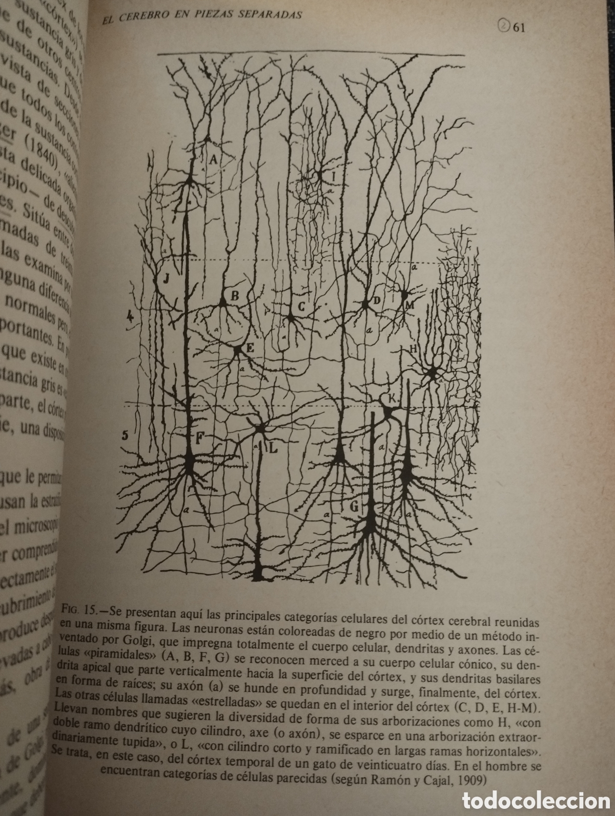 Libros de segunda mano: EL HOMBRE NEURONAL (JEAN-PIERRE CHANGEUX) - Foto 12