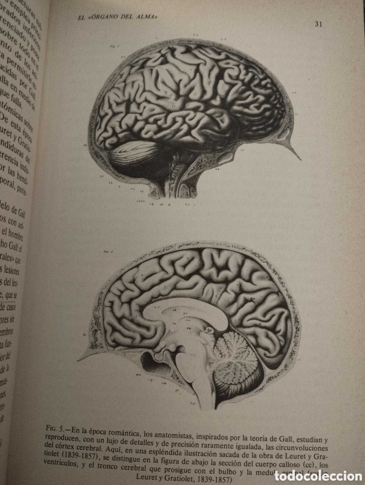 Libros de segunda mano: EL HOMBRE NEURONAL (JEAN-PIERRE CHANGEUX) - Foto 13