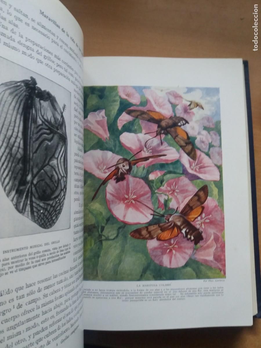 Libros de segunda mano: MARAVILLOSA VIDA DE LOS INSECTOS. EDWARD STEP - Foto 3