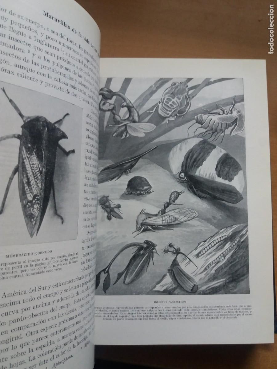 Libros de segunda mano: MARAVILLOSA VIDA DE LOS INSECTOS. EDWARD STEP - Foto 5