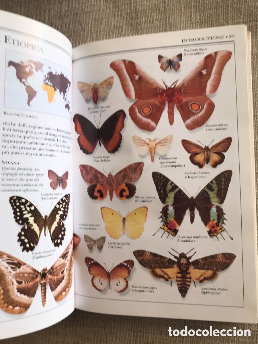 Libros de segunda mano: Gu&iacute;a de Mariposas Diurnas y Nocturnas - Foto 5