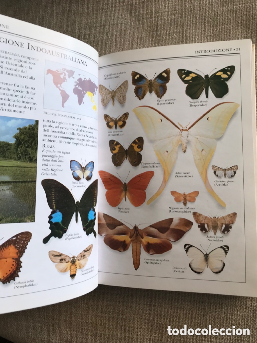Libros de segunda mano: Gu&iacute;a de Mariposas Diurnas y Nocturnas - Foto 6