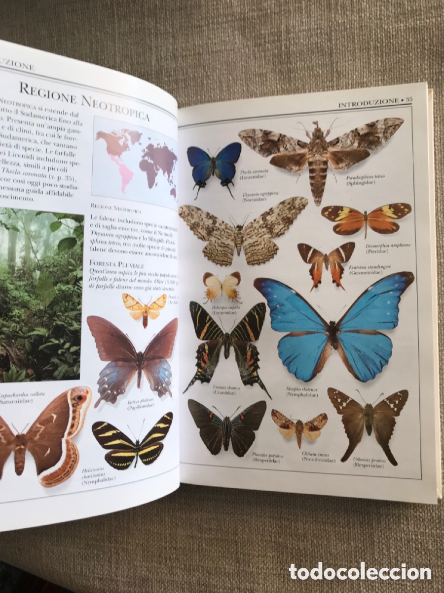 Libros de segunda mano: Gu&iacute;a de Mariposas Diurnas y Nocturnas - Foto 7