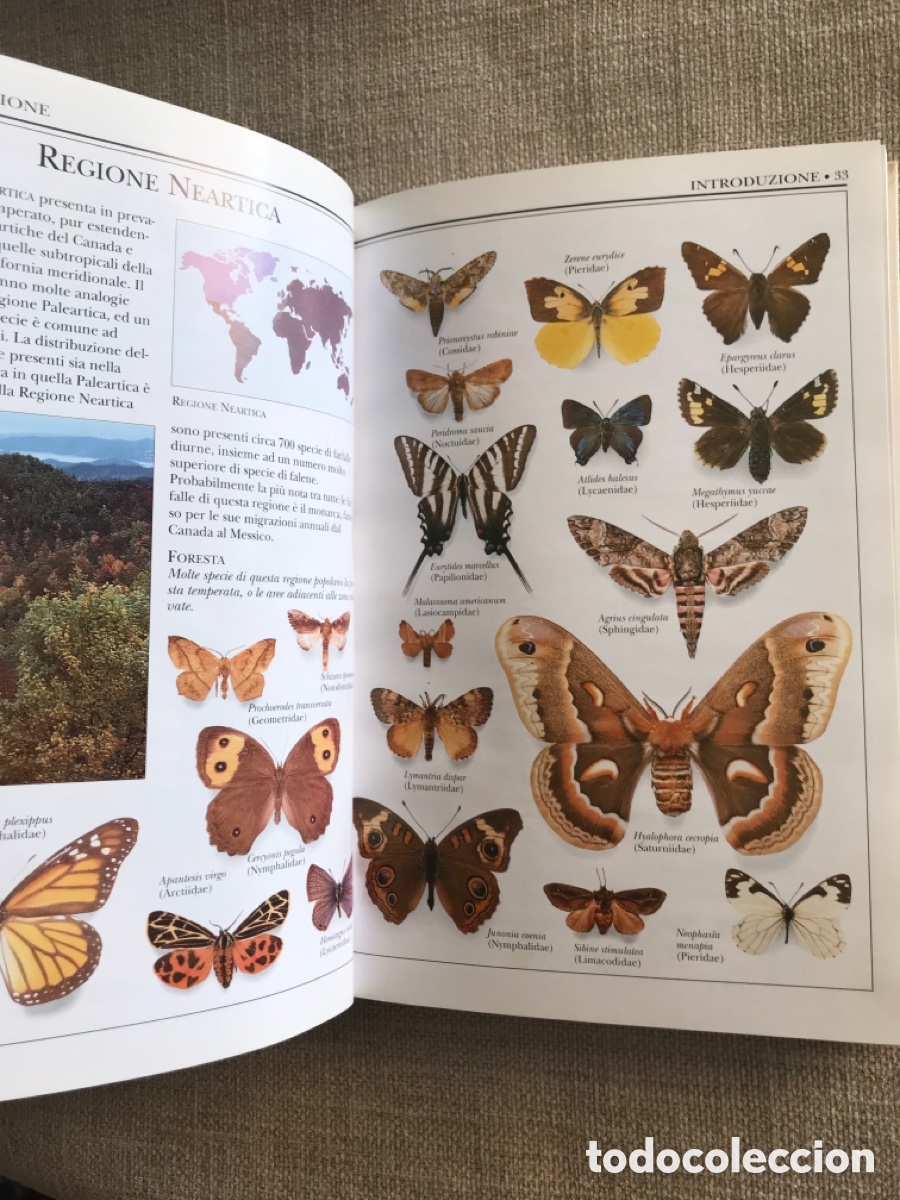 Libros de segunda mano: Gu&iacute;a de Mariposas Diurnas y Nocturnas - Foto 8