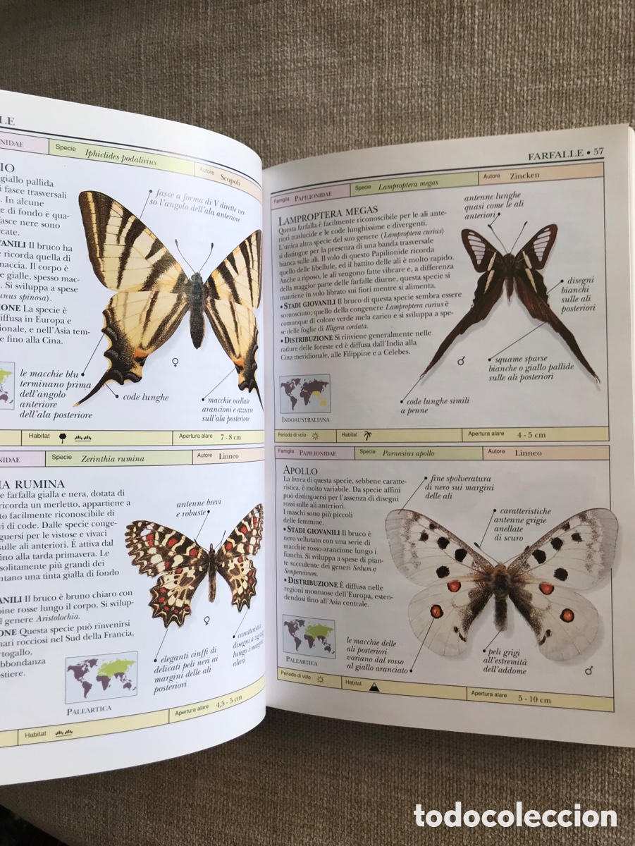Libros de segunda mano: Gu&iacute;a de Mariposas Diurnas y Nocturnas - Foto 10