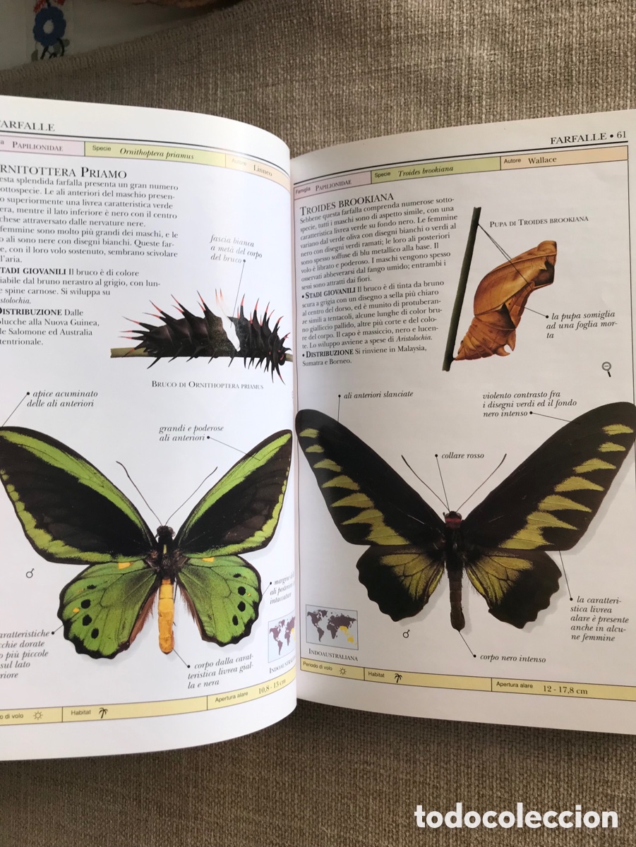 Libros de segunda mano: Gu&iacute;a de Mariposas Diurnas y Nocturnas - Foto 11
