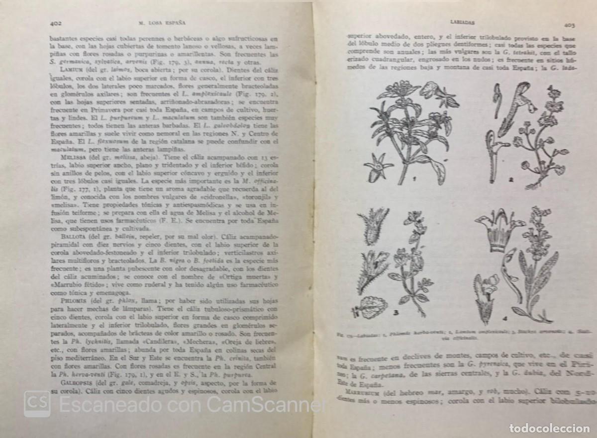 Libros de segunda mano: BOTANICA DESCRIPTIVA II FANEROGAMIA - Foto 2