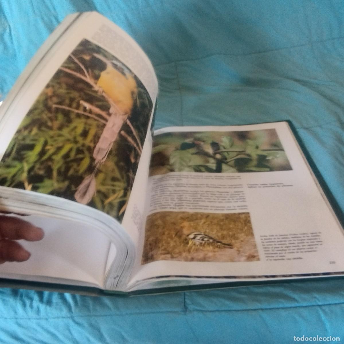 Libros de segunda mano: FAUNA SALVAJE IV AVES / GRAVOL 29 / PLANETA - Foto 7
