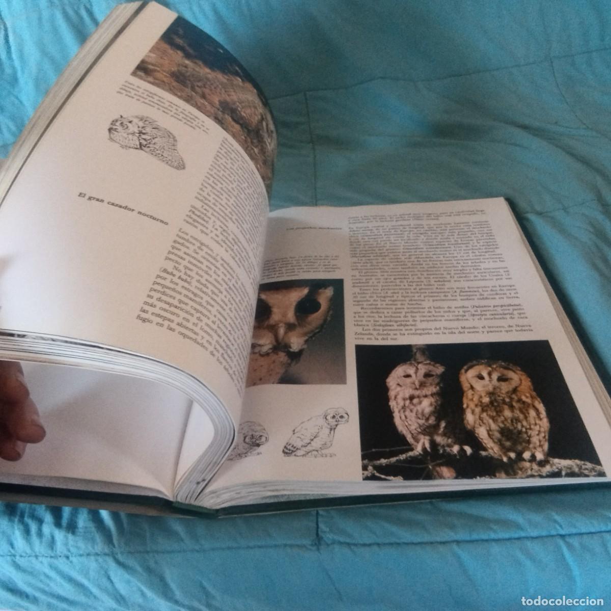 Libros de segunda mano: FAUNA SALVAJE IV AVES / GRAVOL 29 / PLANETA - Foto 8