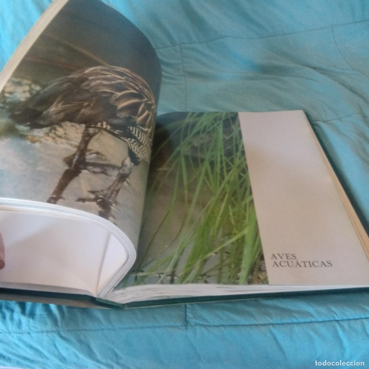 Libros de segunda mano: FAUNA SALVAJE IV AVES / GRAVOL 29 / PLANETA - Foto 9