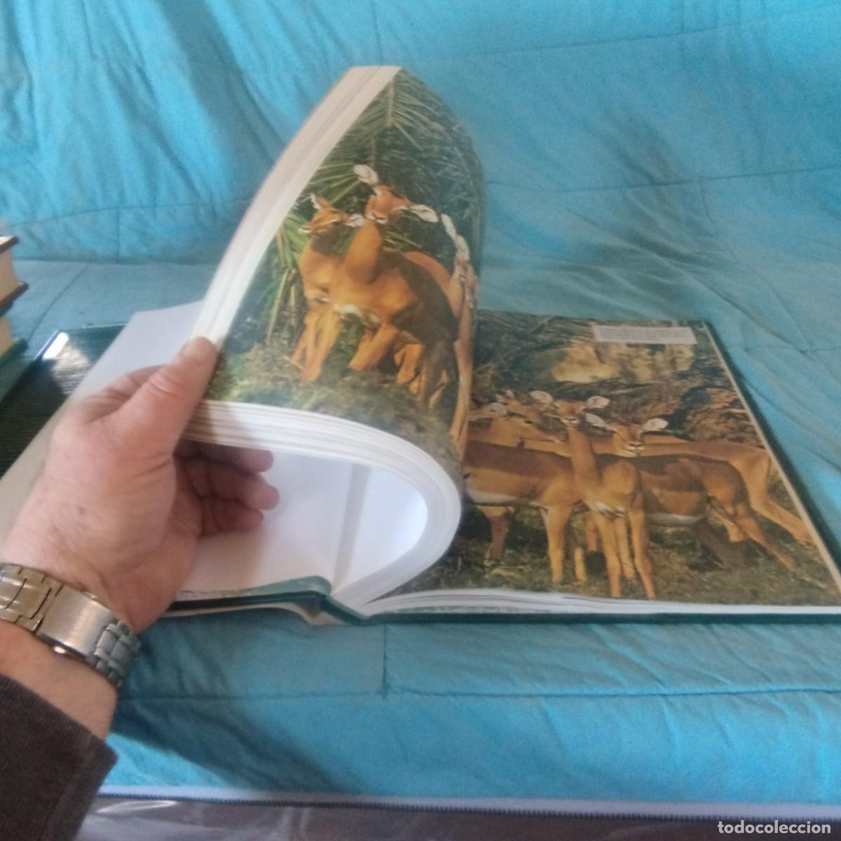 Libros de segunda mano: FAUNA SALVAJE II MAMIFEROS / GRAVOL 29 / PLANETA - Foto 6