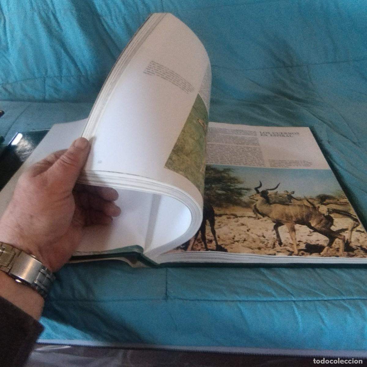 Libros de segunda mano: FAUNA SALVAJE II MAMIFEROS / GRAVOL 29 / PLANETA - Foto 7