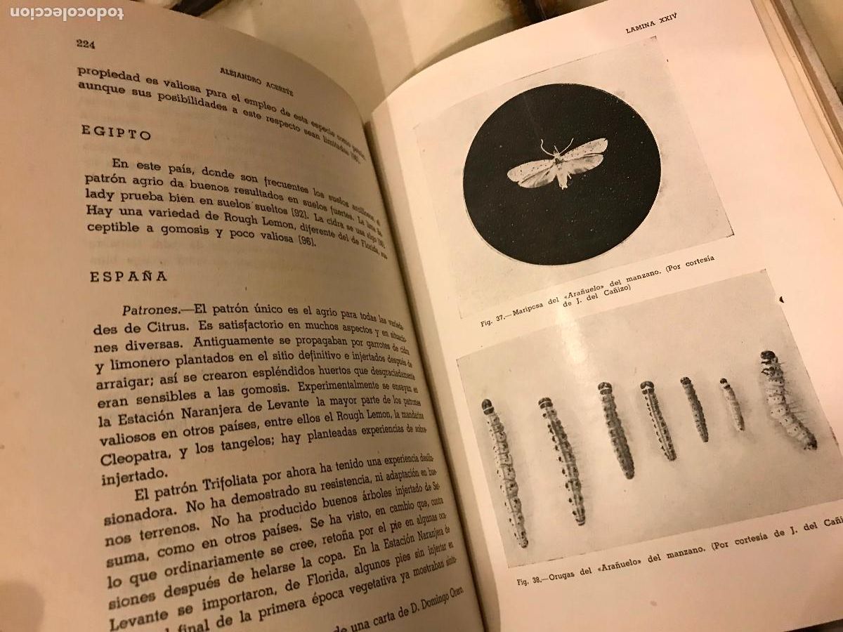 Libros de segunda mano: Cr&iacute;a de frutales. A. Acerete. Estaci&oacute;n experimental de Aula Dei. 1949 - Foto 5