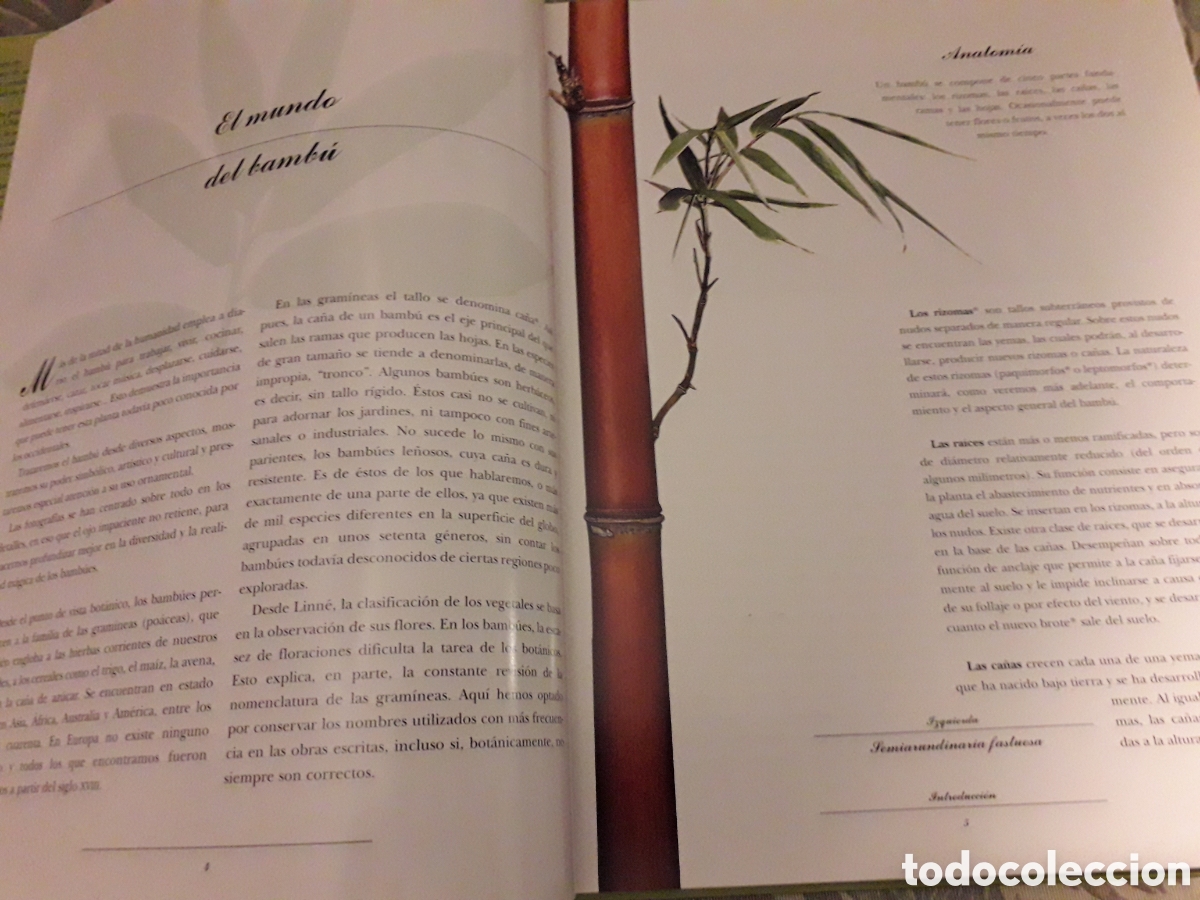 Libros de segunda mano: BAMB&Uacute;ES, YVES CROUCET, - Foto 2