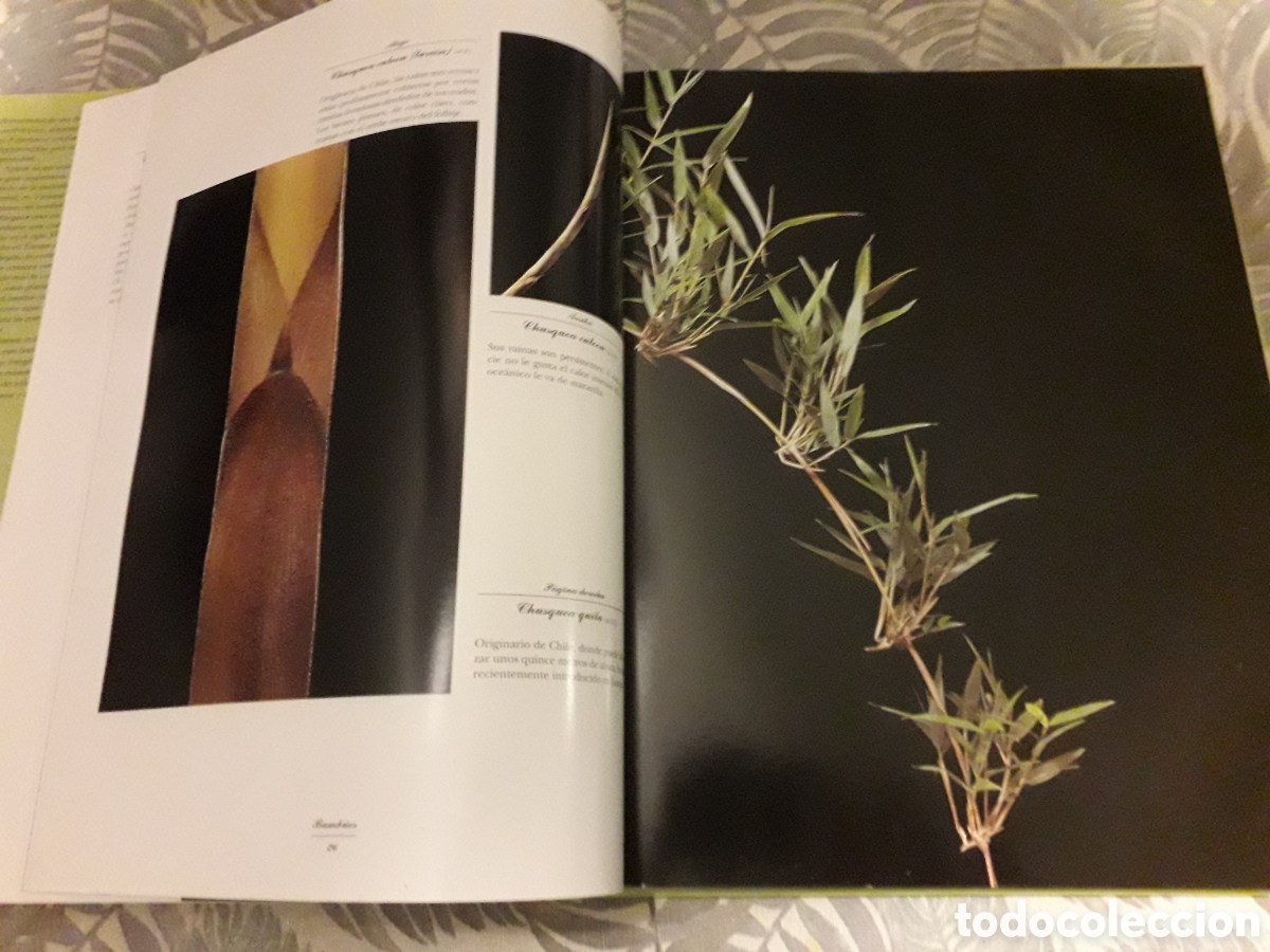 Libros de segunda mano: BAMB&Uacute;ES, YVES CROUCET, - Foto 3