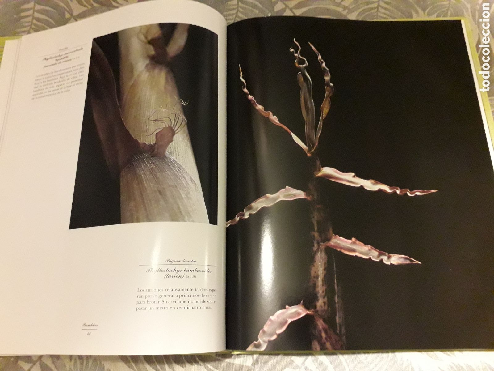 Libros de segunda mano: BAMB&Uacute;ES, YVES CROUCET, - Foto 4