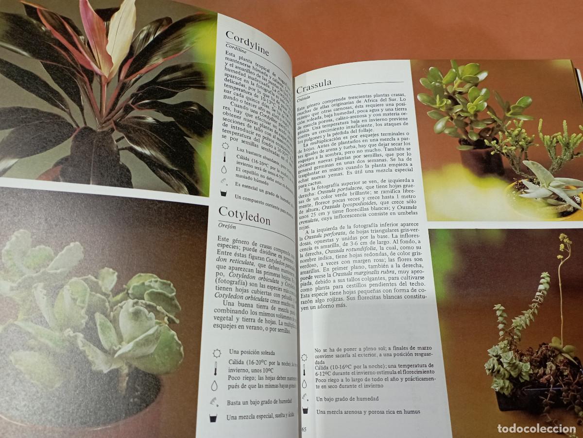 Libros de segunda mano: Plantas de interior - Rob Herwig - editorial Blume - JDB - Foto 2