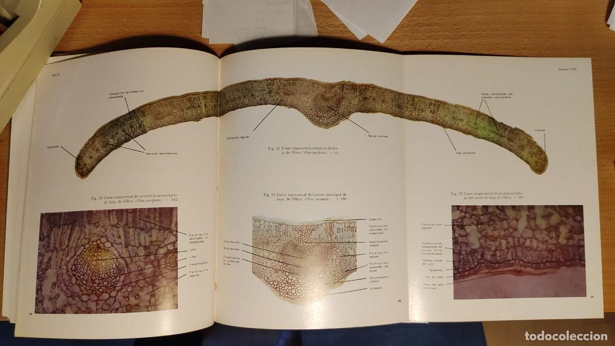 Libros de segunda mano: Tejidos Vegetales. Benigno ROMAN. - Foto 2