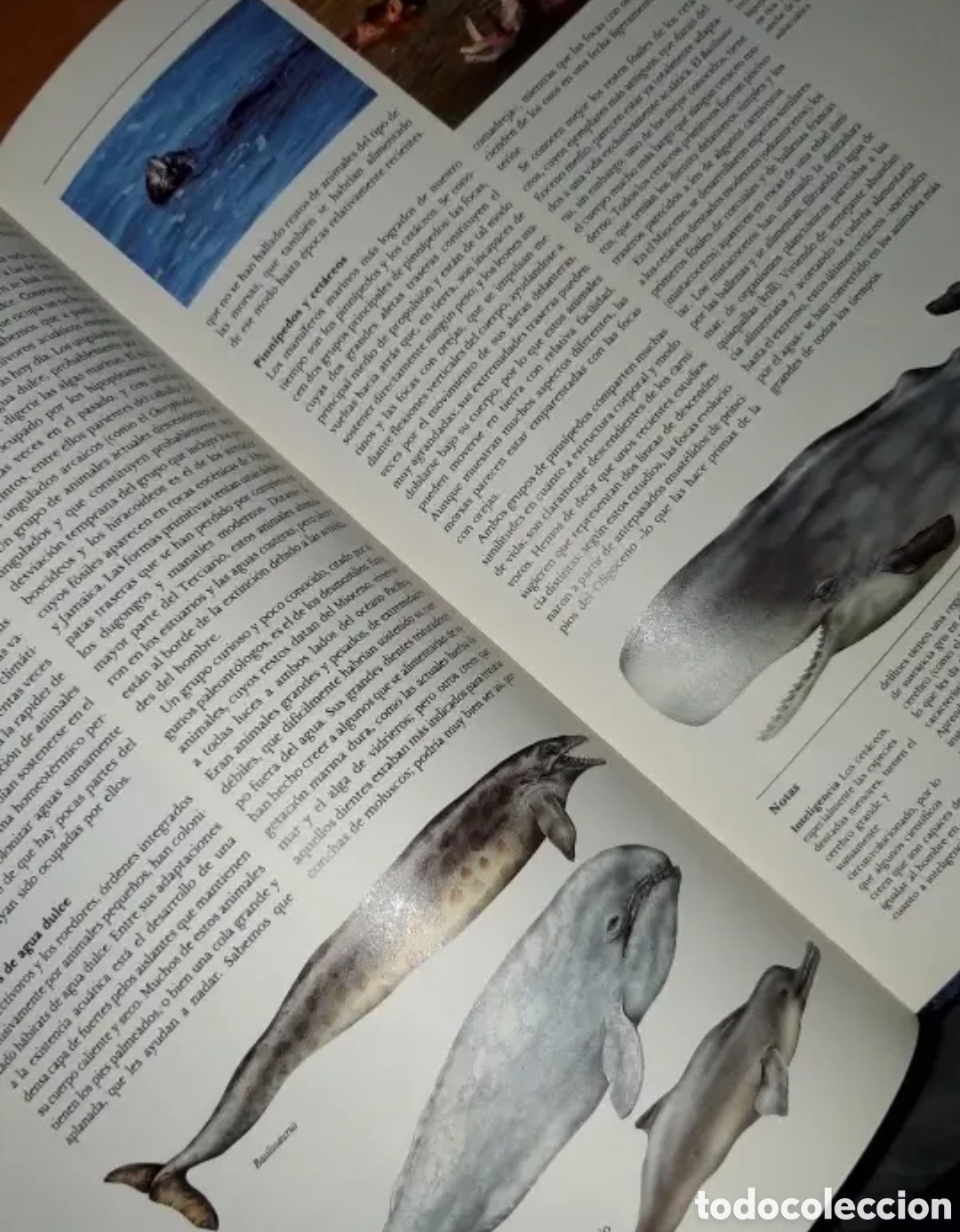 Libros de segunda mano: La Vida libro de naturaleza. - Foto 6