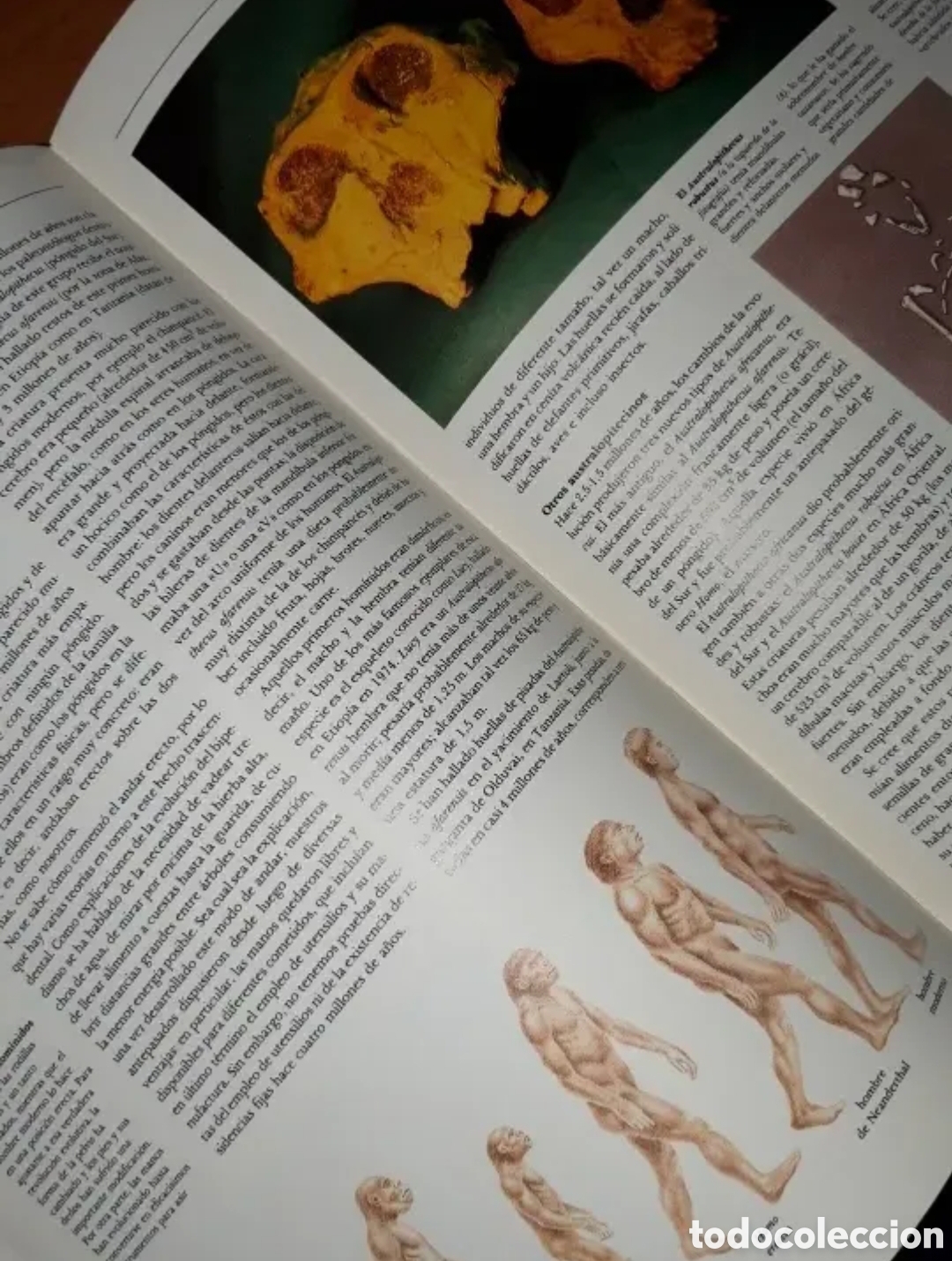 Libros de segunda mano: La Vida libro de naturaleza. - Foto 7